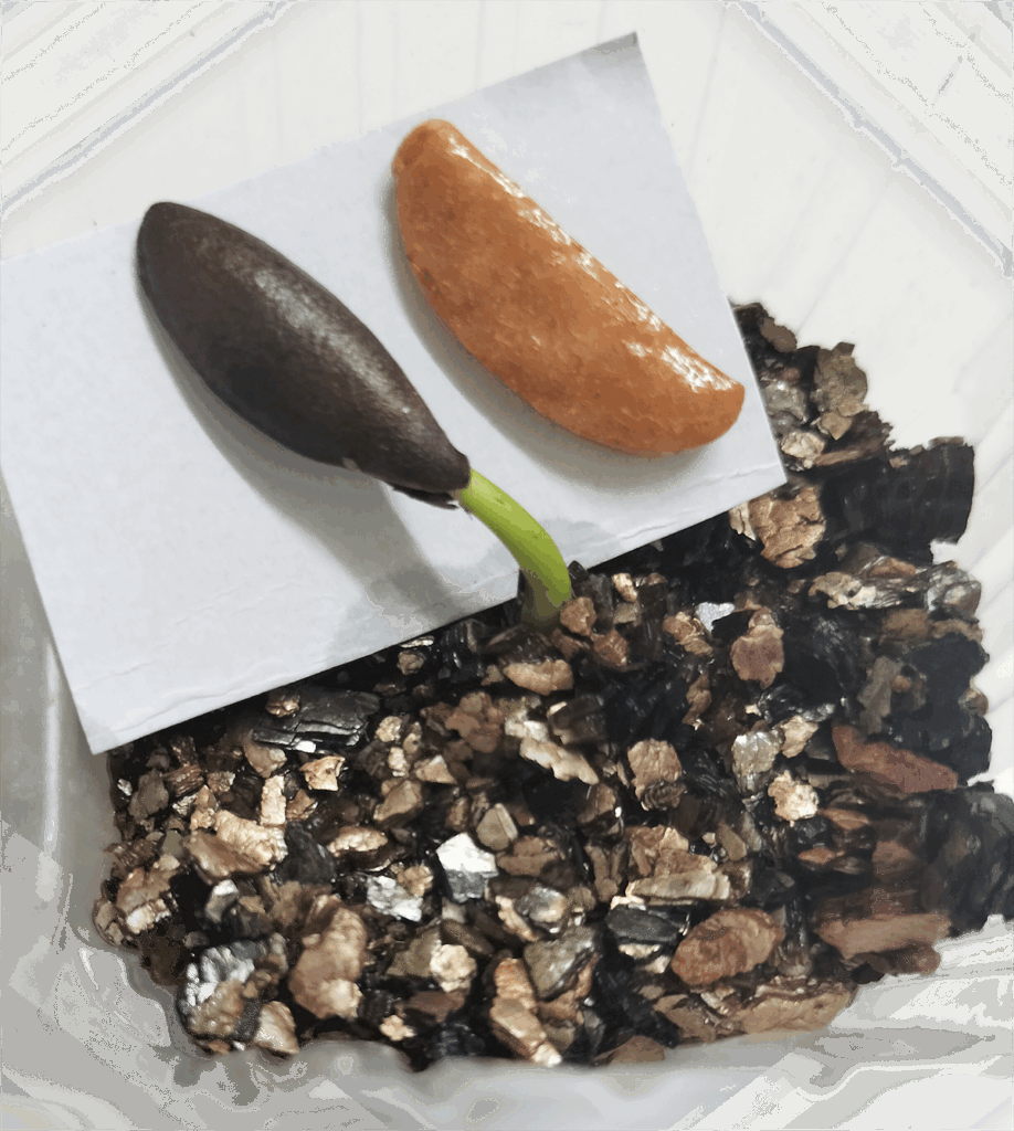 A real seed sprouting in an empty snack container reused for planting, next to a Japanese Kaki no Tane rice cracker for scale.
